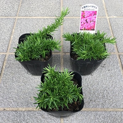 芝桜(シバザクラ)ダニエルクッション　赤紫のピンク　9センチポット　30株セット