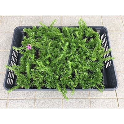 芝桜(シバザクラ)ダニエルクッション　赤紫のピンク　9センチポット　30株セット