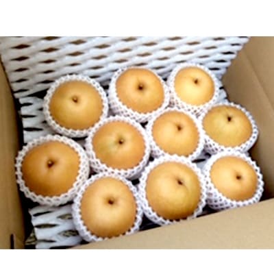春日農園の梨　約10kg