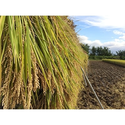【令和6年産】山形県産雪若丸8kg(2kg×4袋)～大粒厳選～【S3001】