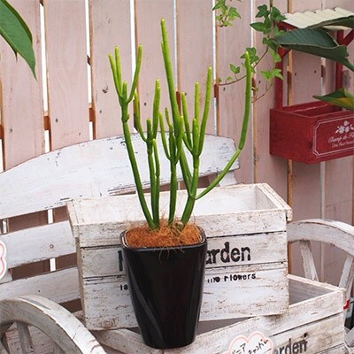ユーフォルビアの鉢植え
