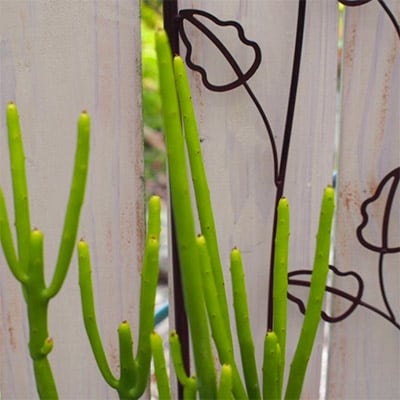 ユーフォルビアの鉢植え