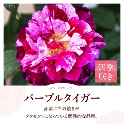 【群馬県千代田】パープルタイガー 【バラ】 鉢植え 6号鉢 鈴木ガーデン ch050-001-2