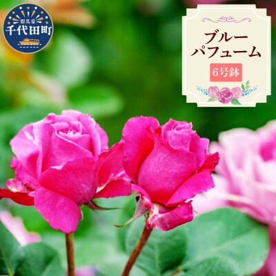 【群馬県千代田】ブルーパフューム 【バラ】 鉢植え 6号鉢 鈴木ガーデン ch050-001-3