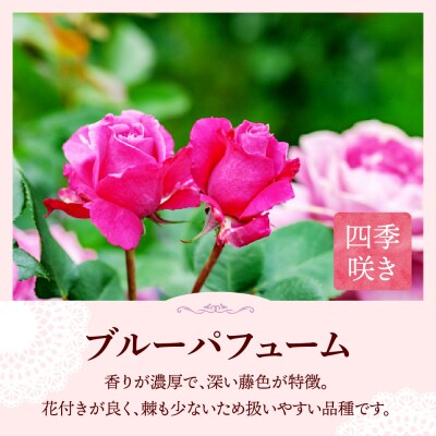 【群馬県千代田】ブルーパフューム 【バラ】 鉢植え 6号鉢 鈴木ガーデン ch050-001-3