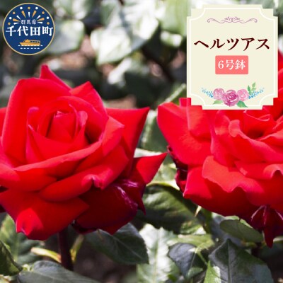 【群馬県千代田】ヘルツアス 【バラ】 鉢植え 6号鉢 鈴木ガーデン ch050-001-4