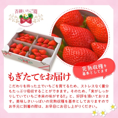 《先行受付》1月発送 いちご「やよいひめ」約270g×8パック 常温便 ch002-009-1-nt