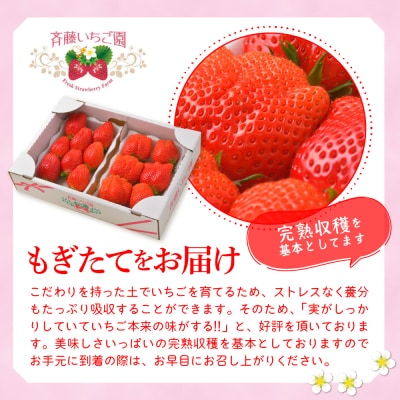 《先行受付》3月発送 いちご「やよいひめ」約340g×4パック 常温便 ch002-011-3-nt