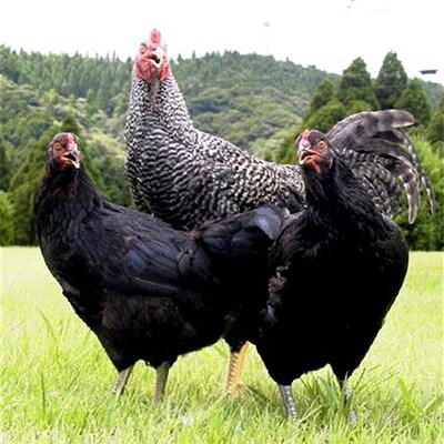 かごしまブランド地鶏 黒さつま鶏加工品詰め合わせ お礼品詳細 ふるさと納税なら さとふる かごしまブランド地鶏 黒さつま鶏加工品詰め合わせ お礼品詳細 ふるさと納税なら さとふる