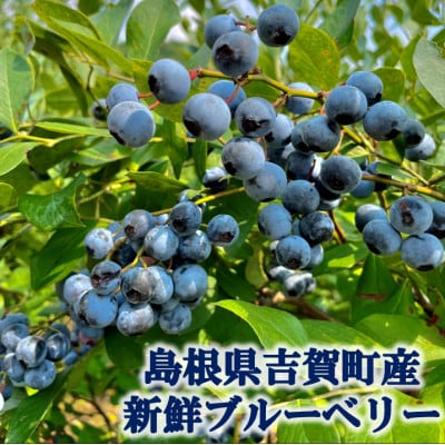 栽培期間中農薬・化学肥料不使用　吉賀町産冷凍ブルーベリー　500g
