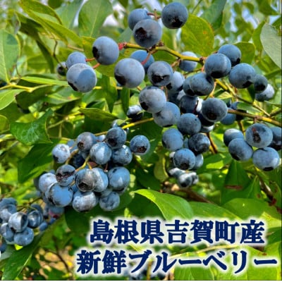 栽培期間中農薬・化学肥料不使用　吉賀町産冷凍ブルーベリー　1kg