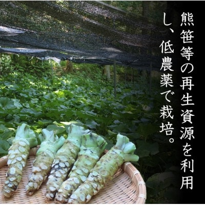 根わさび 5本(真空パック入り)