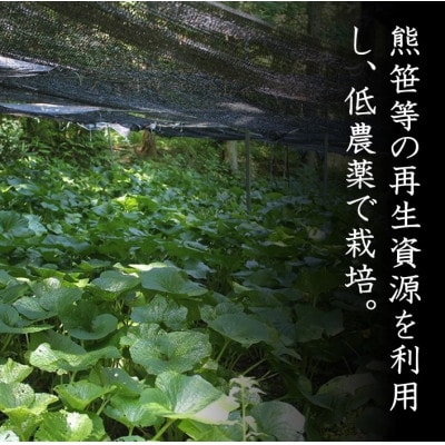 根わさび、わさび漬けセット