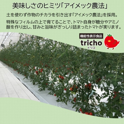 高糖度フルーツトマト「tricho(トリコ)」120g×6パックセット