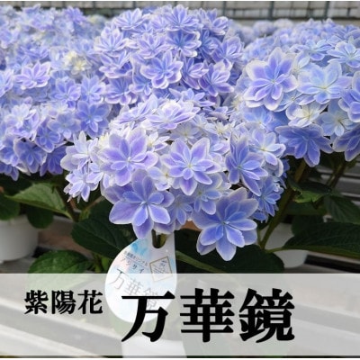 【お届け:2025年5月上旬】アジサイ「万華鏡」5号鉢