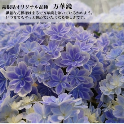 【お届け:2025年5月上旬】アジサイ「万華鏡」5号鉢