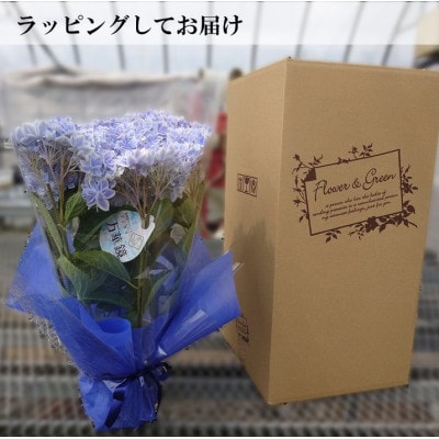 【お届け:2025年5月上旬】アジサイ「万華鏡」5号鉢