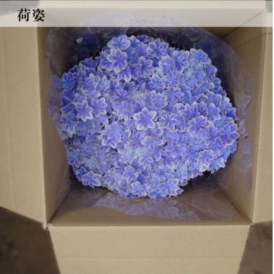 【お届け:2025年5月上旬】アジサイ「万華鏡」5号鉢