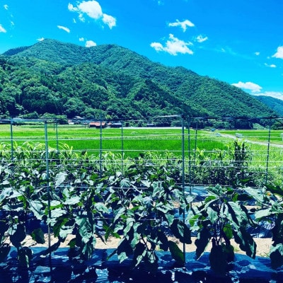 【畑から直送】吉賀町かわの農園の旬の野菜詰め合わせセット