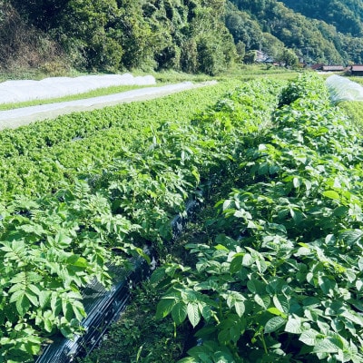 【畑から直送】吉賀町かわの農園の旬の野菜詰め合わせセット