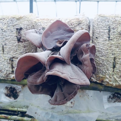 吉賀町かわの農園の新鮮生きくらげ500g