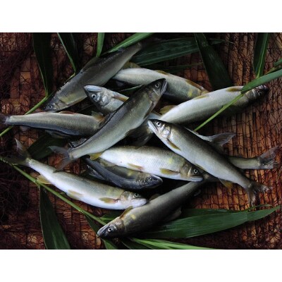 高津川天然あゆ冷凍 500g(吉賀町)