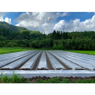 土つき　有機JAS人参
