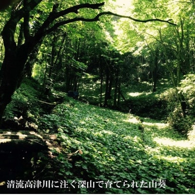 山葵の刺身