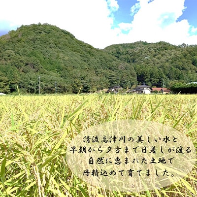 令和7年産　吉賀町広石産コシヒカリ　清流高津川のお米　精米5kg