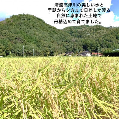 令和6年産　吉賀町広石産コシヒカリ　清流高津川のお米　精米10kg