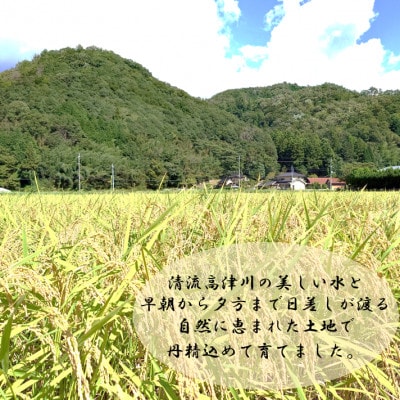 令和7年産　吉賀町広石産きぬむすめ　清流高津川のお米　精米10kg
