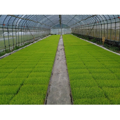 【令和7年産】栽培期間中、農薬・化学肥料不使用　吉賀町産つや姫　玄米10kg