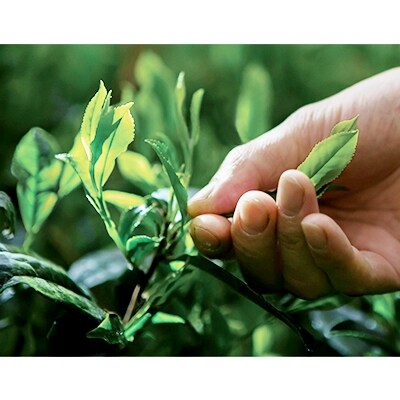 京抹茶 孫右ヱ門:ほんず抹茶　御銘　白栲(-しろたえ-)20g