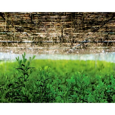 京抹茶 孫右ヱ門:ほんず抹茶　御銘　白栲(-しろたえ-)20g