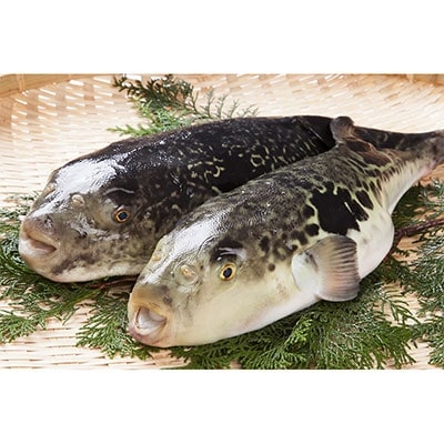 遠州灘産天然とらふぐ　身欠き(本体1kg～1.2kg/身欠き約0.6kg)