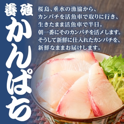 【山実水産】もちもち生カツオ(R)たたき6節+養殖かんぱち柵セット　K046-001