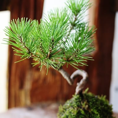 禅スタイルシリーズ　苔玉　「酒田の黒松」