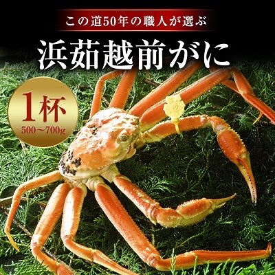 「越前がに」「この道50年の職人が選ぶ」浜茹越前がに　500～700g　1杯