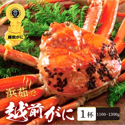 「越前がに」「この道50年の職人が選ぶ」浜茹越前ずわいがに　1100～1300g　1杯