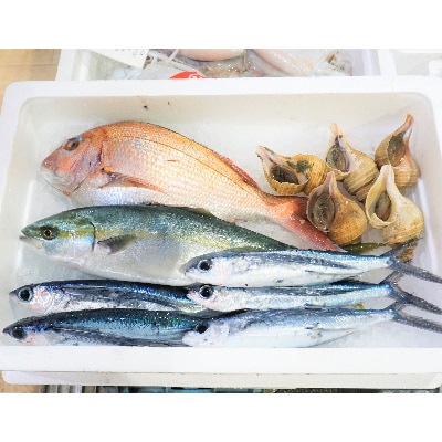 越前港直送　朝獲れお魚詰め合わせ　　　　4種類