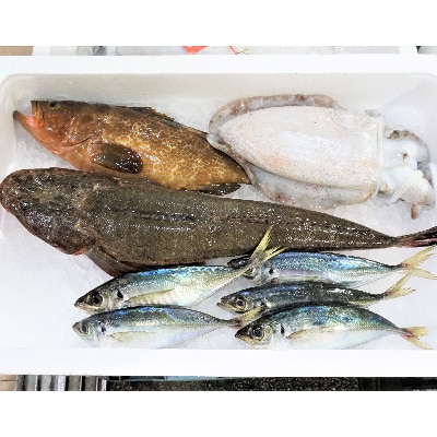 越前港直送　朝獲れお魚詰め合わせ　　　　4種類