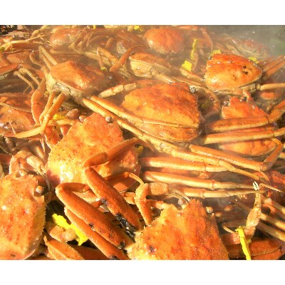 (11月発送)「越前がに」「この道50年の職人が選ぶ」浜茹せいこがに≪200gUP2杯≫2～3人前