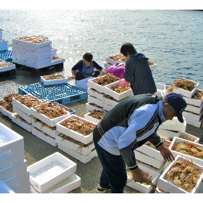 (11月発送)「越前がに」「この道50年の職人が選ぶ」浜茹せいこがに≪150gUP6杯≫3～4人前