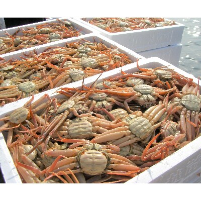(12月発送)「越前がに」「この道50年の職人が選ぶ」浜茹せいこがに≪200gUP1杯≫1～2人前