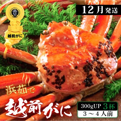 (12月発送)【越前がに】「この道50年の職人が選ぶ」浜茹越前ずわい≪300gUP3杯≫3～4人前