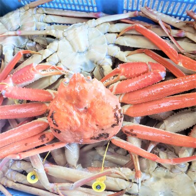 (12月発送)【越前がに】「この道50年の職人が選ぶ」浜茹越前ずわい≪200gUP2杯≫2～3人前