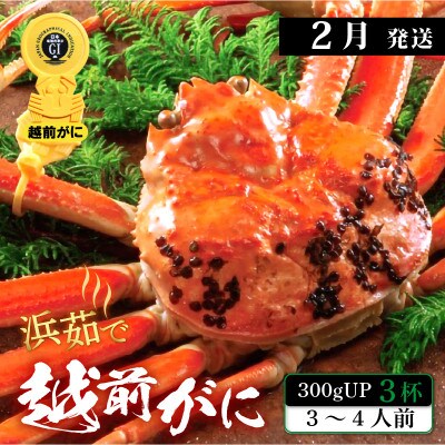 (2月発送)【越前がに】「この道50年の職人が選ぶ」浜茹越前ずわい≪300gUP3杯≫3～4人前
