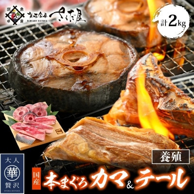 本マグロカマ&テール計2kg!!