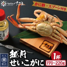 浜茹で越前せいこがに約170～220g1杯　かに酢&かにスプーン付き