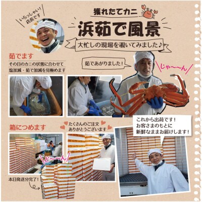 浜茹で越前ずわい約800～900g　1杯　かに酢&かにスプーン付き
